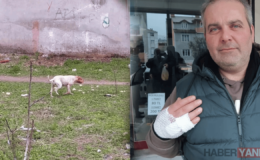 Kocaeli’de Pitbull Terörü: Sahipsiz Saldırgan Mahalle Köpeğini Parçaladı, Vatandaşı Yaraladı