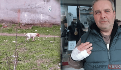 Kocaeli’de Pitbull Terörü: Sahipsiz Saldırgan Mahalle Köpeğini Parçaladı, Vatandaşı Yaraladı